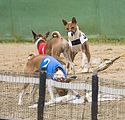 Basenji KSM Muenster 2014 (1025)